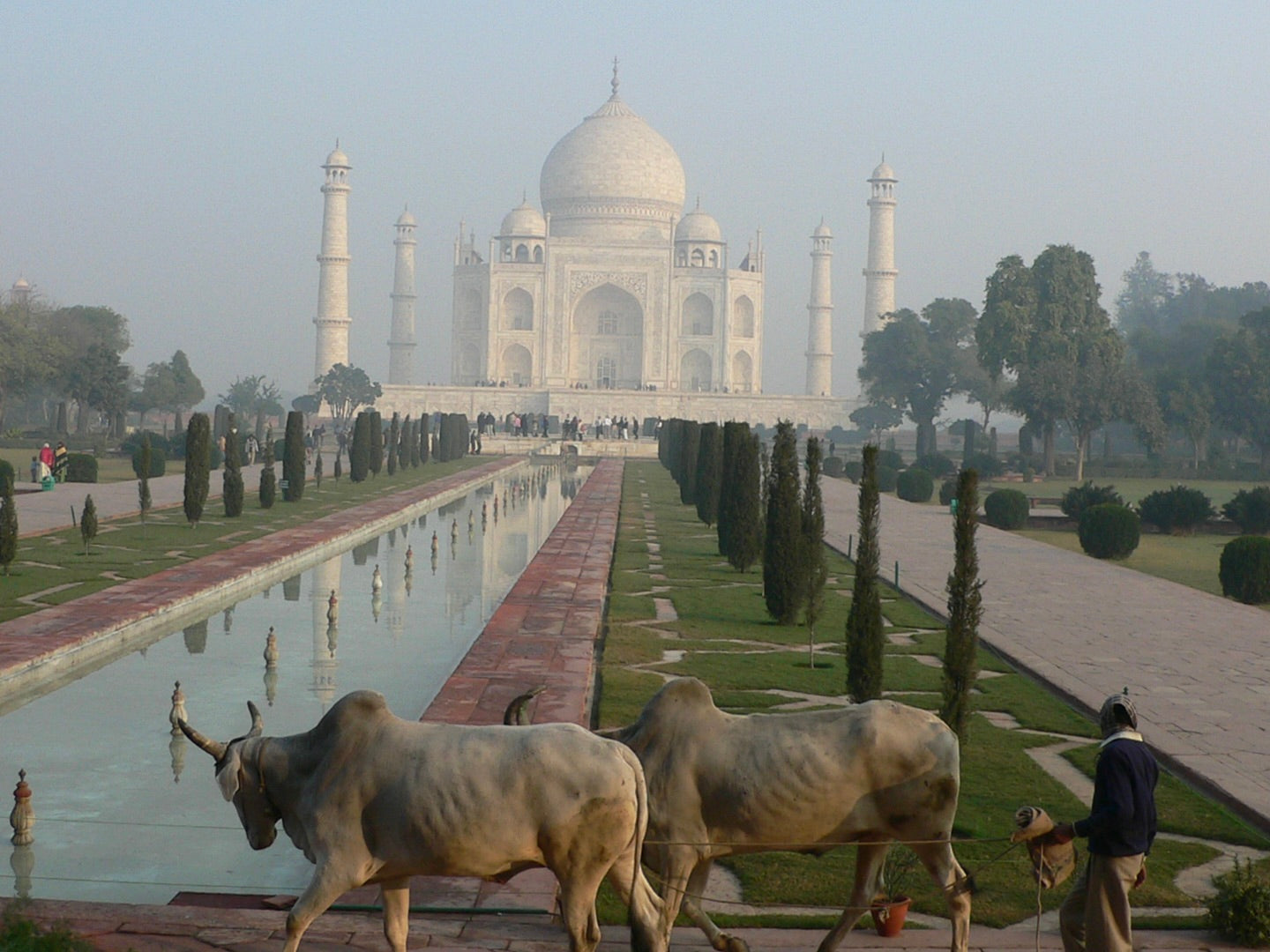 Agra Taj Mahal Cow Crossing