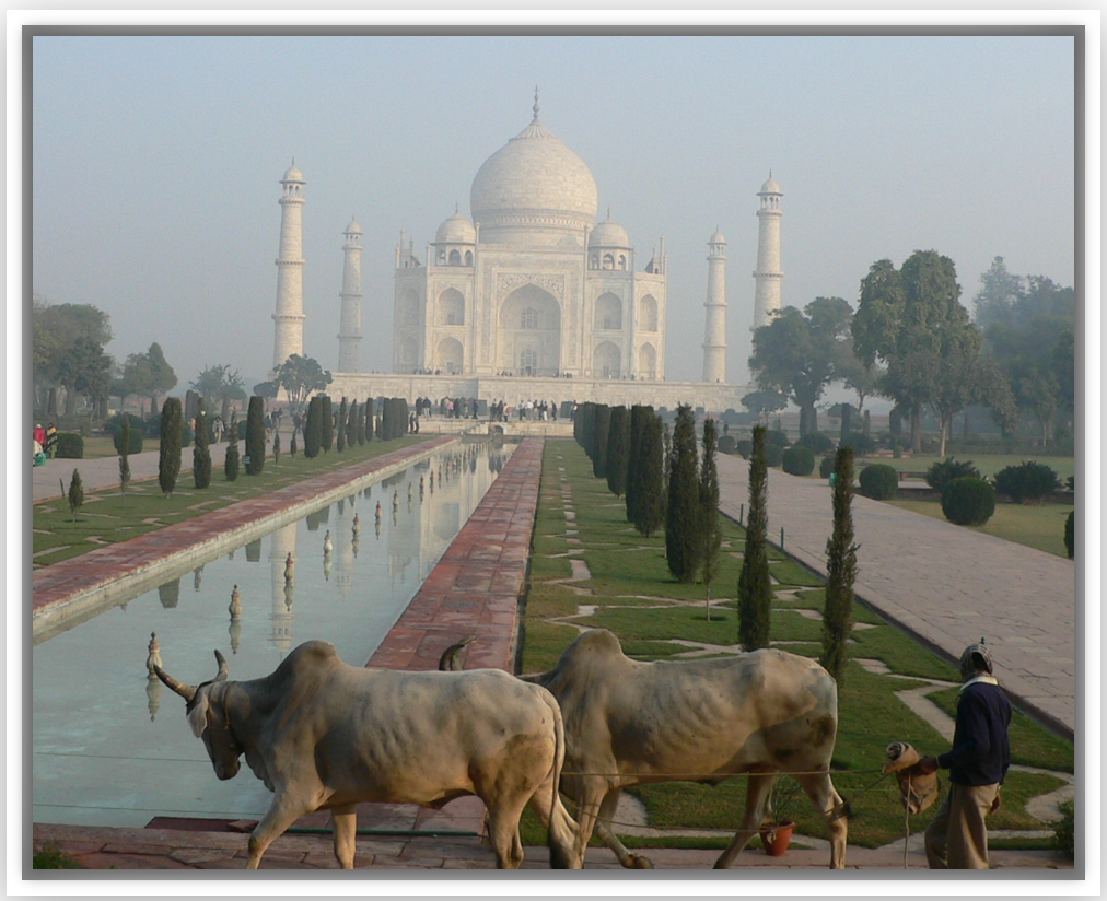 Agra Taj Mahal Cow Crossing