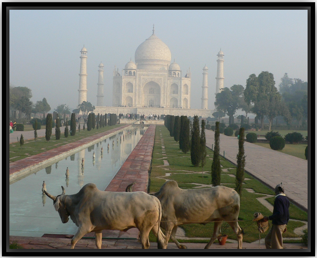 Agra Taj Mahal Cow Crossing