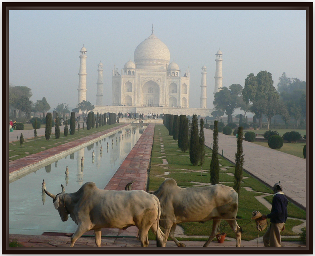 Agra Taj Mahal Cow Crossing